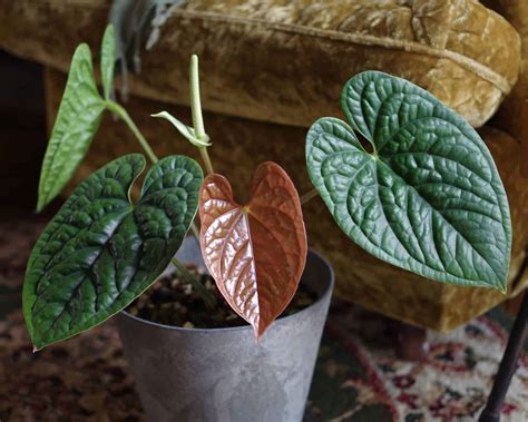 Glossy leaves of Anthurium luxurians.