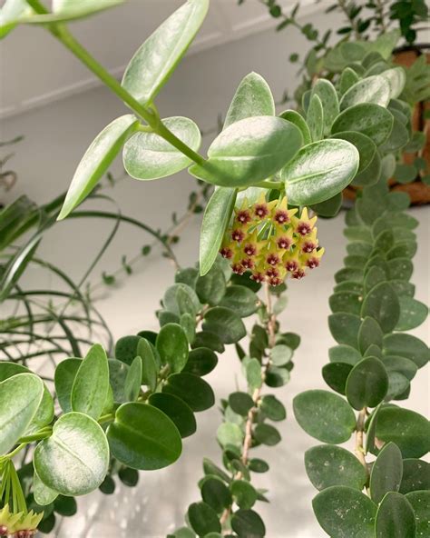 Hoya Cumingiana in a decorative pot.