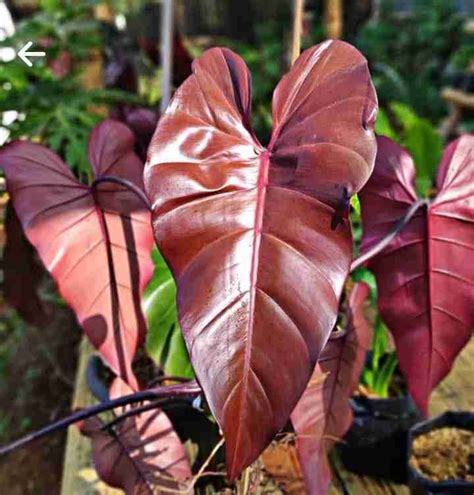 Philodendron Dark Lord with its striking burgundy foliage.