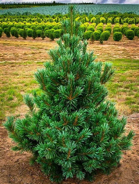 Vanderwolf Pine showcasing its soft, silvery-blue needles.