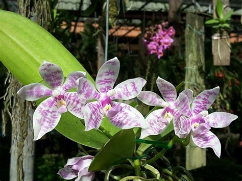 Elegant white Phalaenopsis orchid blooms with a pink center