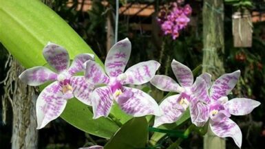 Silver Sword Philodendron