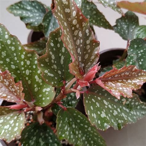 Angel Wing Begonia