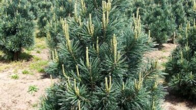 Vanderwolf Pine