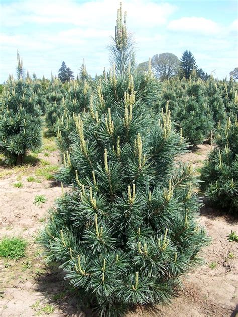 Vanderwolf Pine