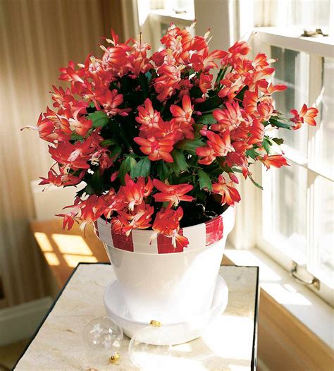 Christmas Cactus