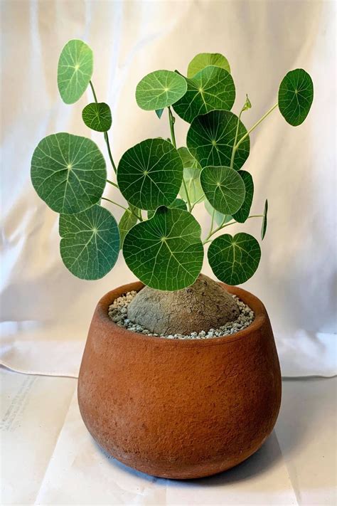 Stephania erecta caudex with sprouting vines and delicate leaves