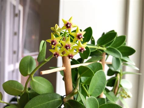 Hoya Cumingiana styled in a modern indoor space.