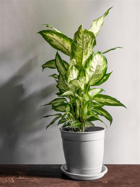 Dumb Cane Plant styled as a centerpiece in a modern indoor setting.