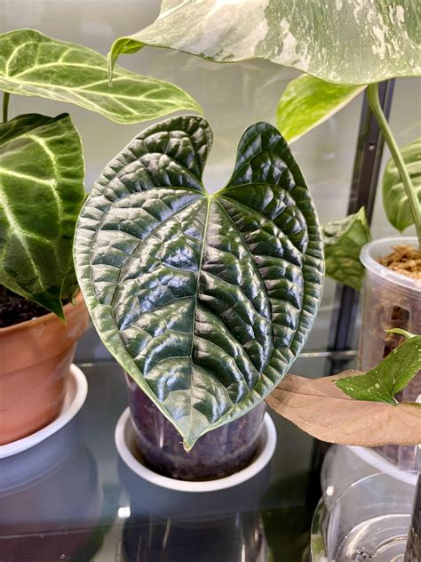 Anthurium luxurians styled in a sleek decorative pot.