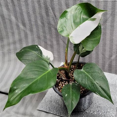 Stylish Display of Philodendrons