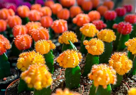 Moon Cactus