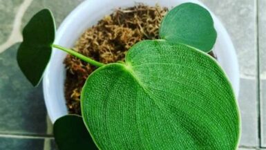 https://roamingramblers.com/philodendron-rugosum-care-tips-for-thriving-pigskin-plants/