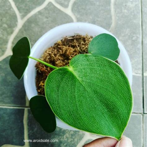 https://roamingramblers.com/philodendron-rugosum-care-tips-for-thriving-pigskin-plants/