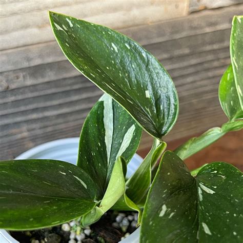 Monstera Standleyana Albo showcasing its stunning white variegation on glossy green leaves.