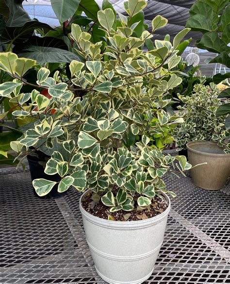 A cutting of Ficus Triangularis rooting in water, ready for planting.