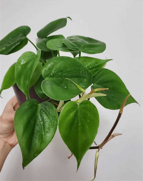 Philodendron Cordatum propagation in water.