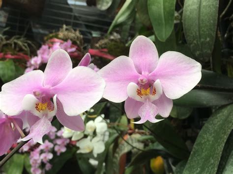 Want vibrant Phalaenopsis orchids? From light and watering to styling ideas, this guide has everything you need for stunning indoor orchids.