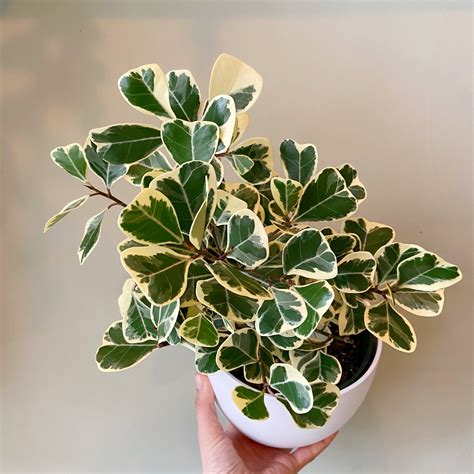 A vibrant Ficus Triangularis thriving in a bright, indoor space.