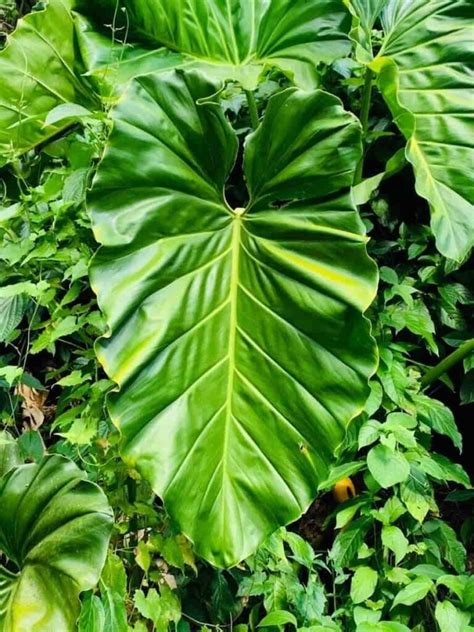 Philodendron Giganteum propagation in water.