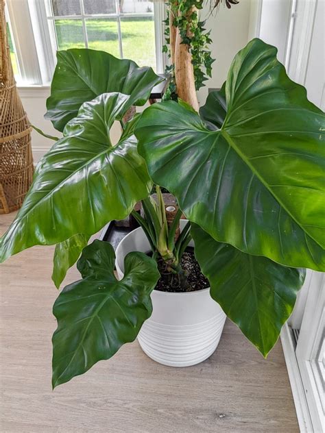 Philodendron Giganteum styled in a modern indoor space.