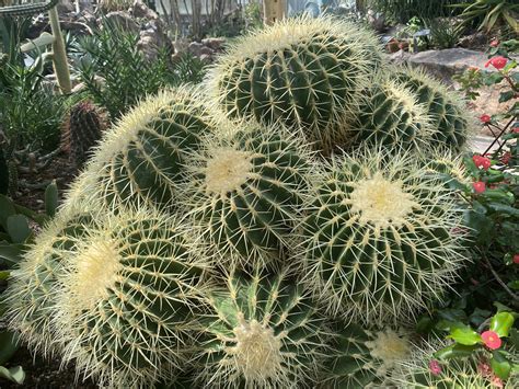 Golden Barrel Cactus