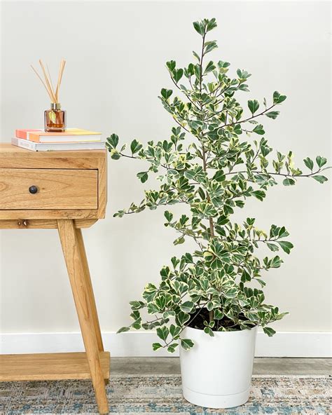 Ficus Triangularis styled in a decorative pot on a modern shelf.