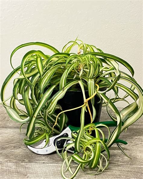 Curly Spider Plant with its characteristic curly, ribbon-like foliage.