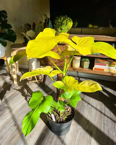 Close-up of Philodendron Bipennifolium foliage in bright indirect light.