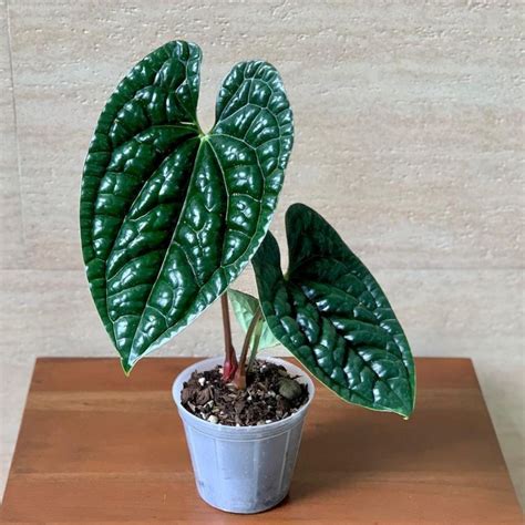 Anthurium luxurians placed in indirect light near a window.