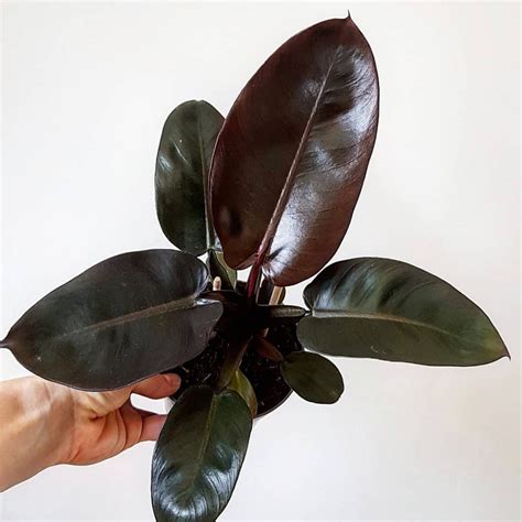 Philodendron Black Cardinal with its signature deep burgundy foliage.