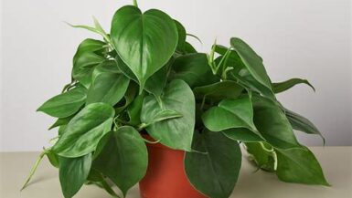 Philodendron Cordatum: A Beginner’s Guide to Care and Maintenance