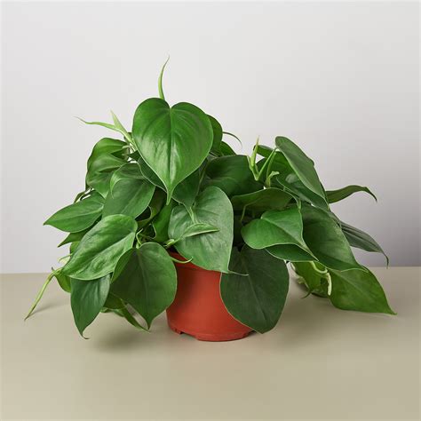 Philodendron Cordatum: A Beginner’s Guide to Care and Maintenance