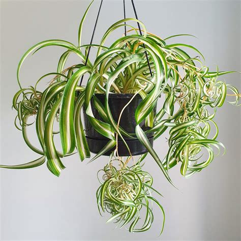 Curly Spider Plant in a bright indoor setting, thriving in optimal light conditions.