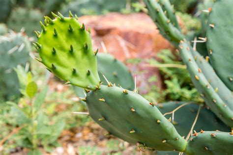 Prickly Pear Cactus