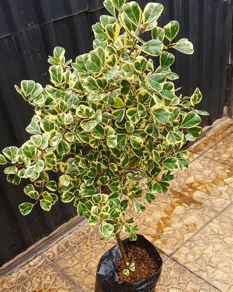 Ficus Triangularis Variegata showcasing its creamy-edged triangular leaves.