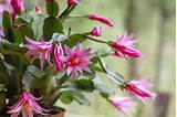 Easter Cactus