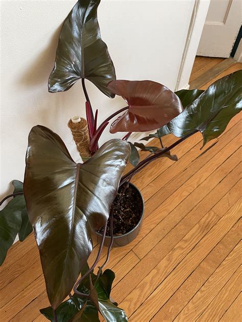 Philodendron Dark Lord styled in a modern indoor setting.