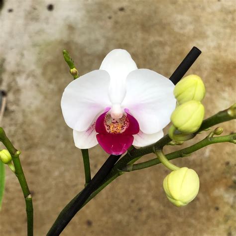 Miniature Phalaenopsis orchid in bloom with vibrant magenta flowers