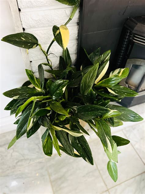 Monstera Standleyana Albo climbing a moss pole, creating an eye-catching display.