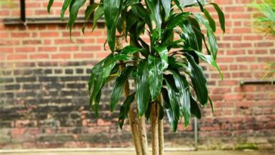 Cane plants