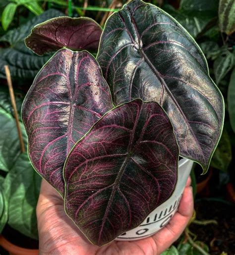 Alocasia Azlanii styled as a centerpiece in a modern living space.