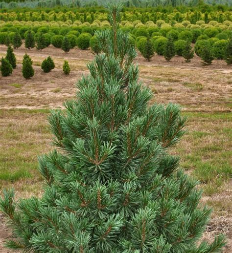 Mature Vanderwolf Pine thriving in a spacious landscape.