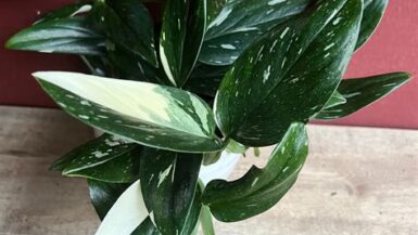 Philodendron Splendid