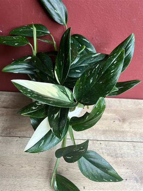 Monstera Standleyana Albo thriving in indirect sunlight.