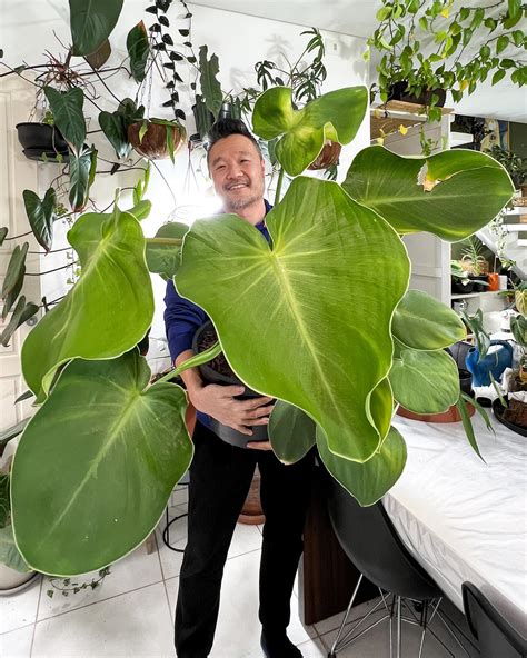 Philodendron Rugosum climbing on a moss pole in a decorative indoor setup.