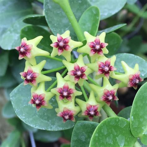 Healthy Hoya Cumingiana in bright indirect light.