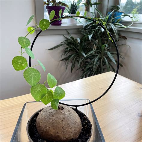 Stephania erecta in its dormant phase