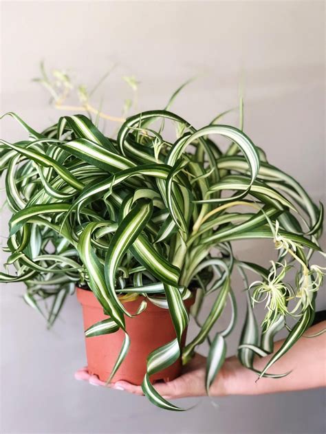 Curly Spider Plant styled in a hanging basket, showcasing its cascading leaves.