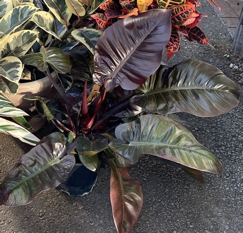 Philodendron Black Cardinal styled as a centerpiece in a modern indoor space.